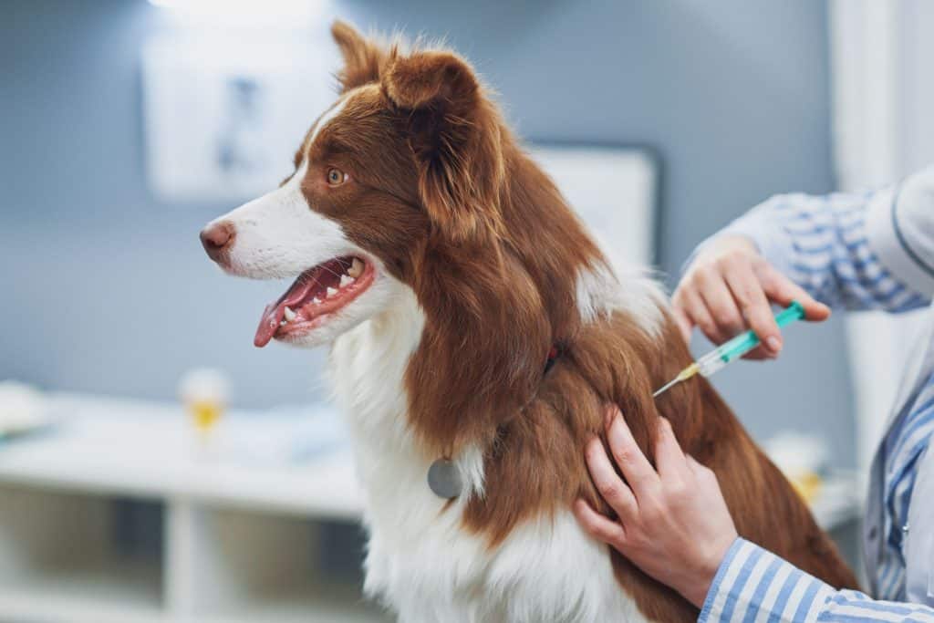 Brown Border Collie getting shots.
