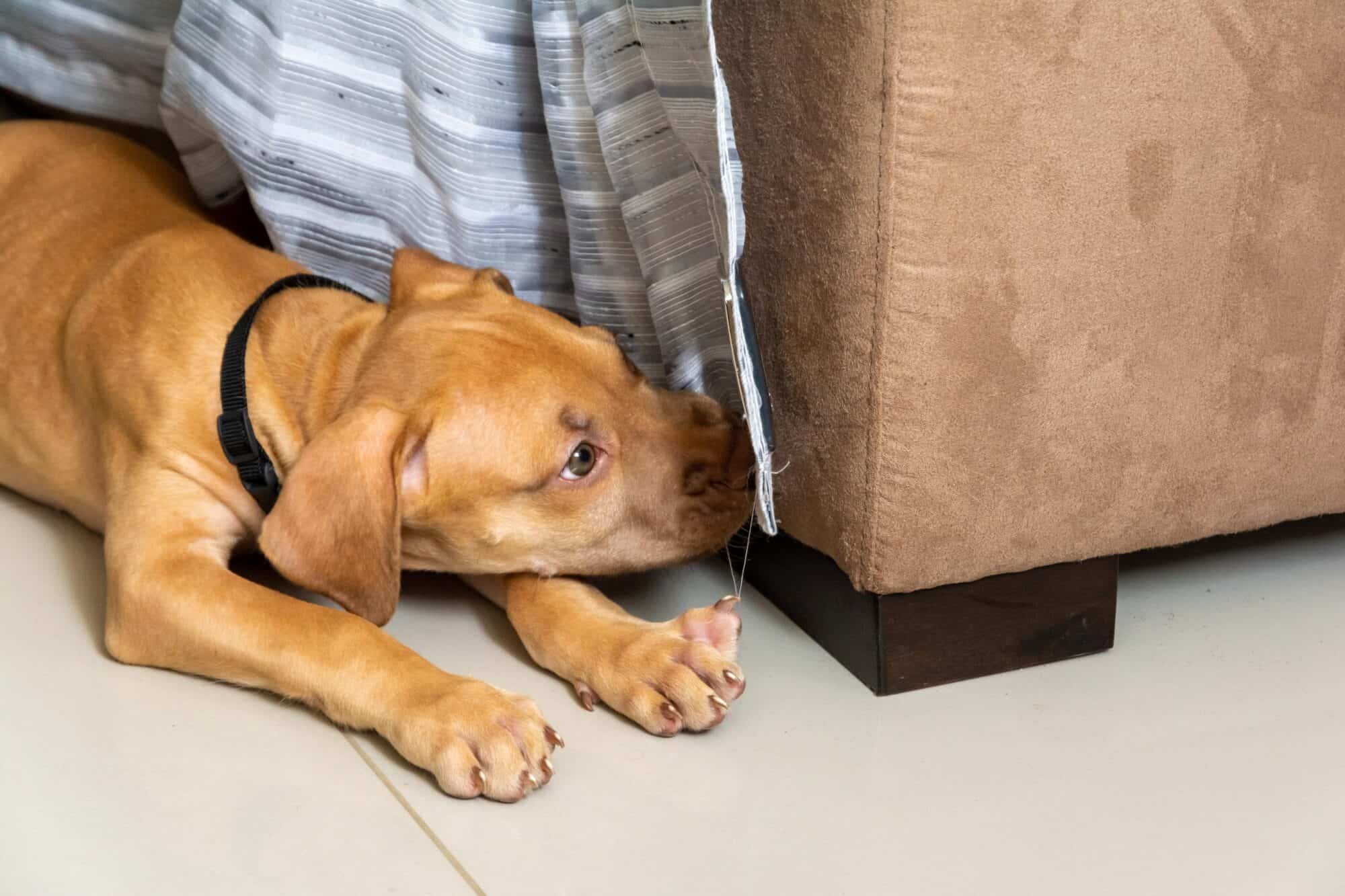 Pet-Proofing 101: A Crash Course in Poison Prevention