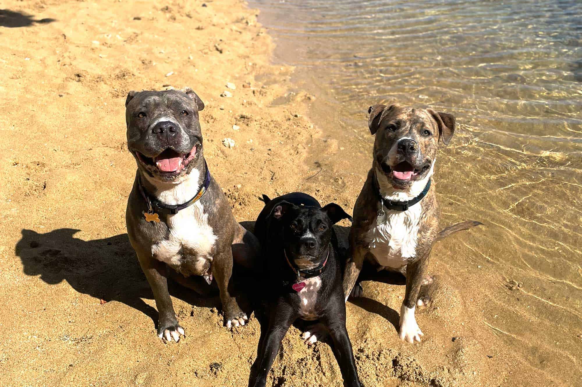 Three dogs on a beach