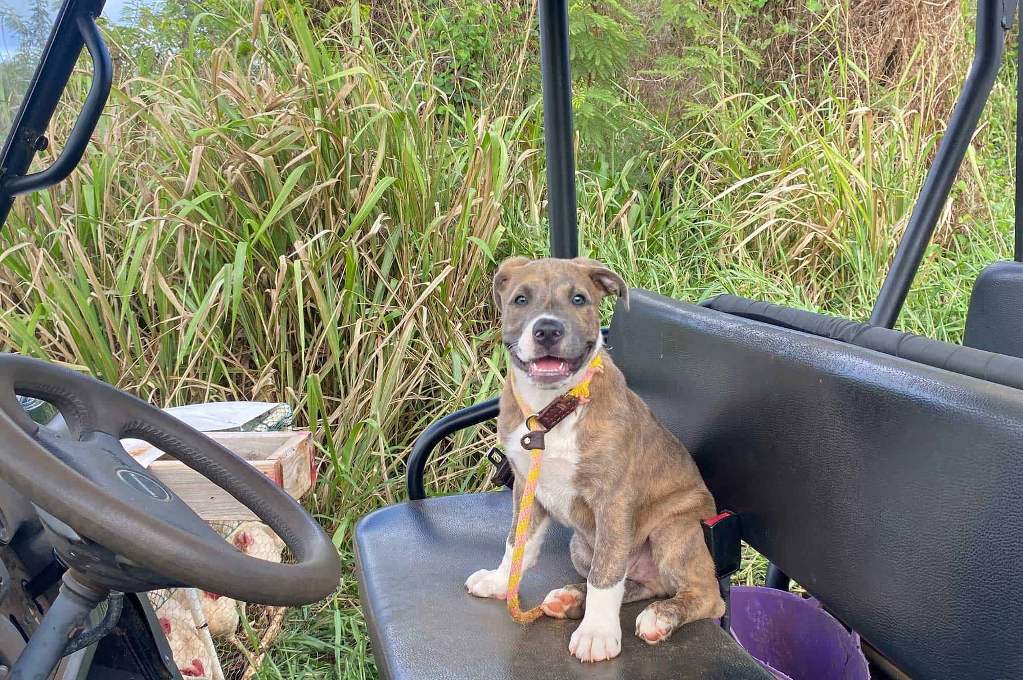 A puppy sitting in the seat of a cart