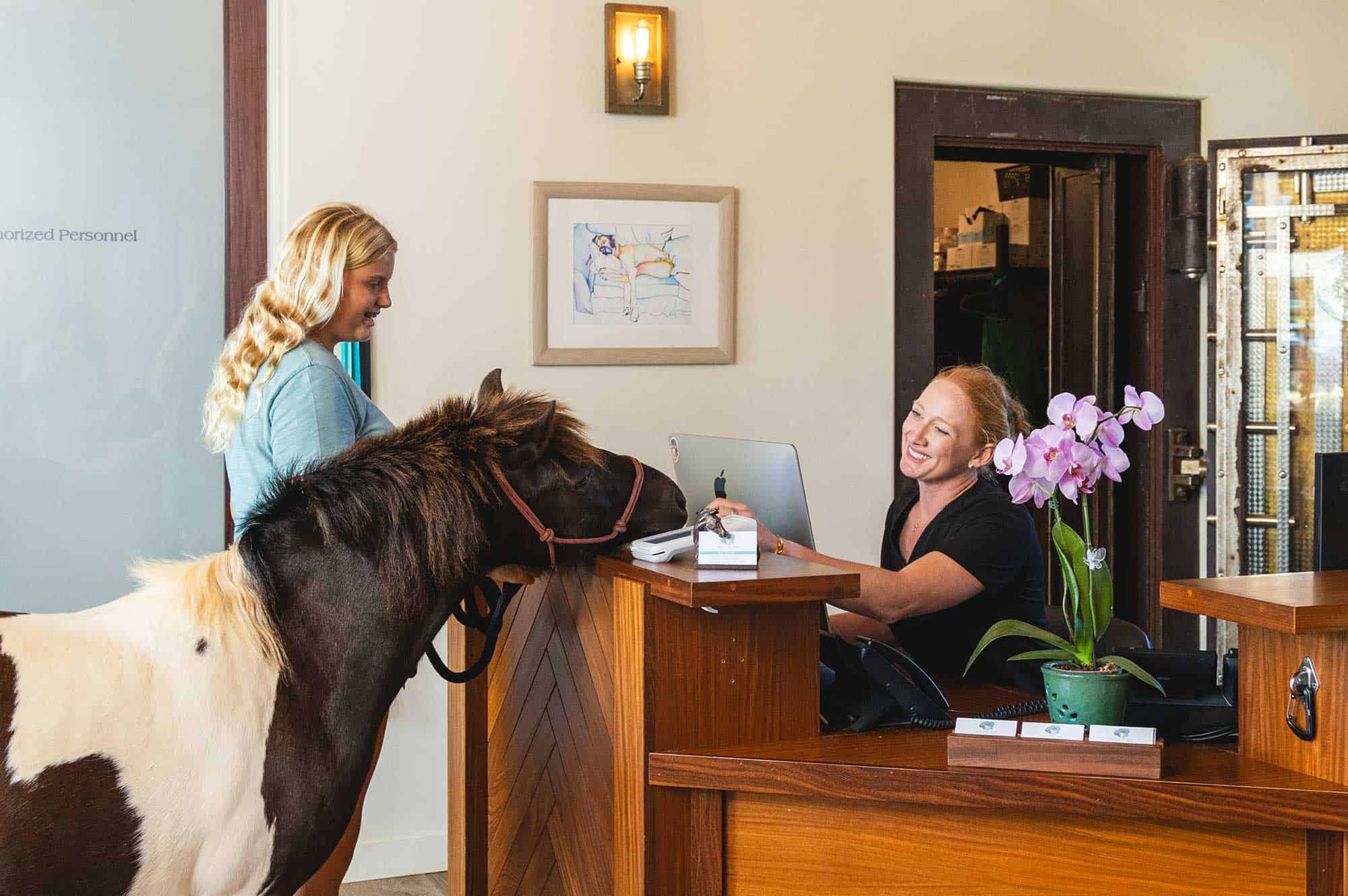 A pony meeting our receptionist