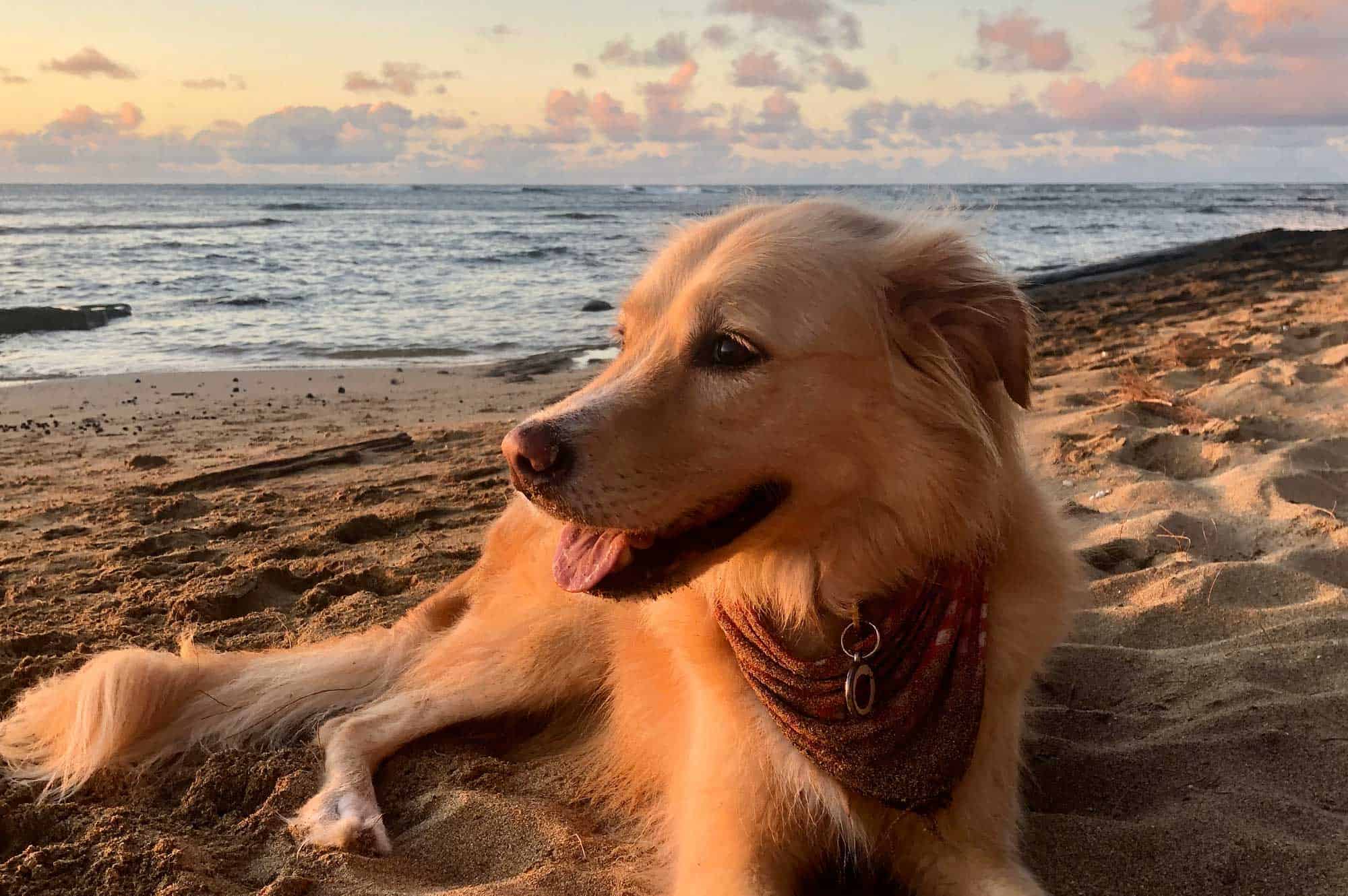 A mixed breed dog laying on a beach