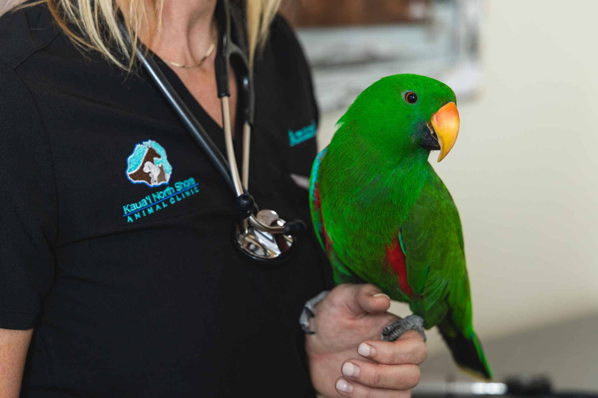 Parrot with vet tech