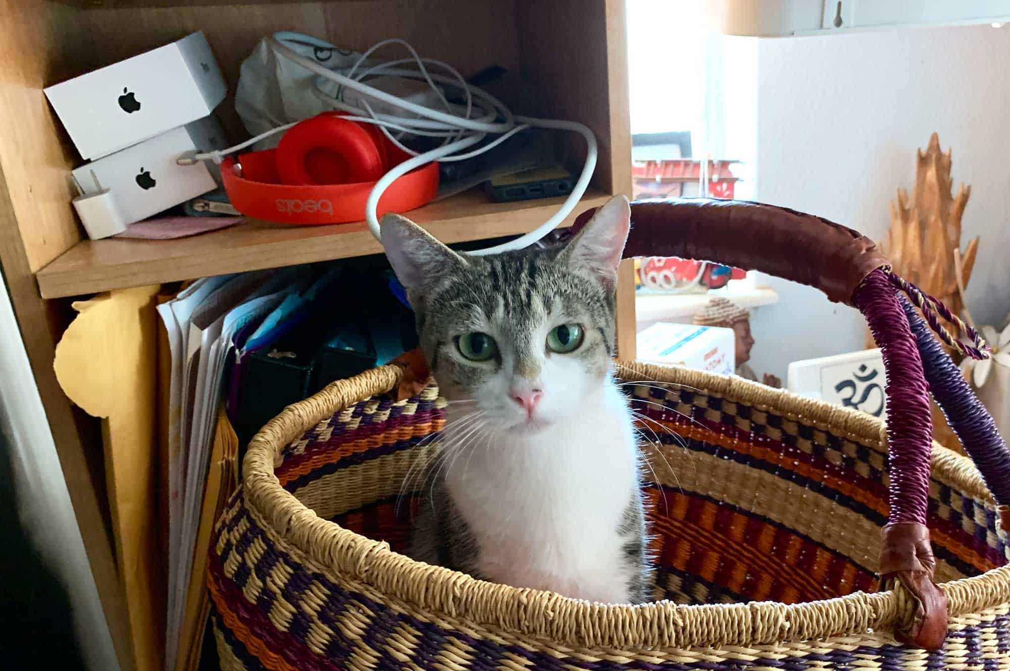 A cat sitting in a decorative basket