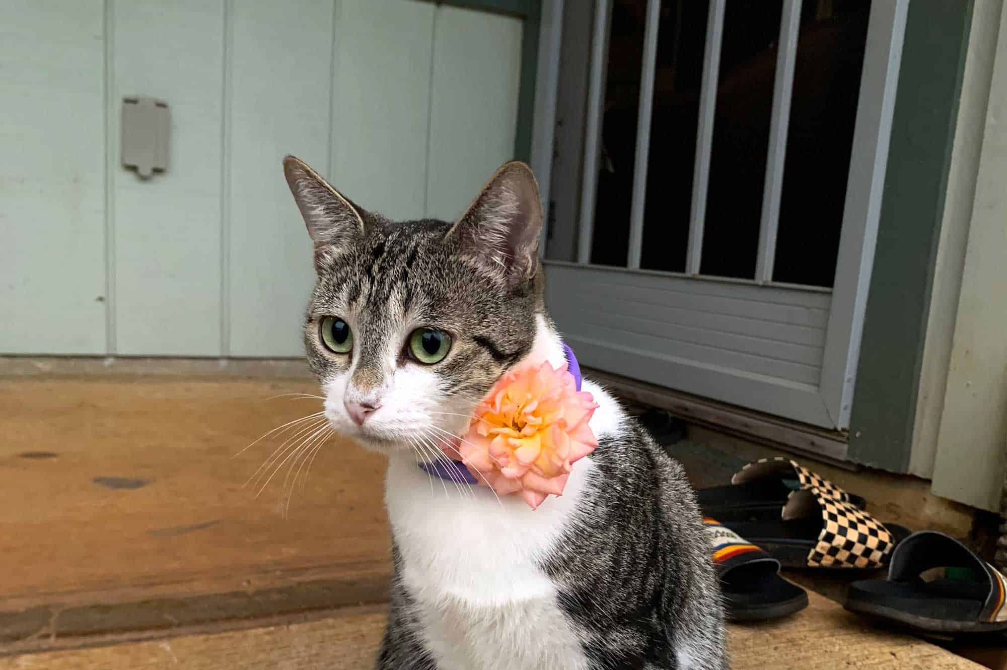 A cat wearing a flower
