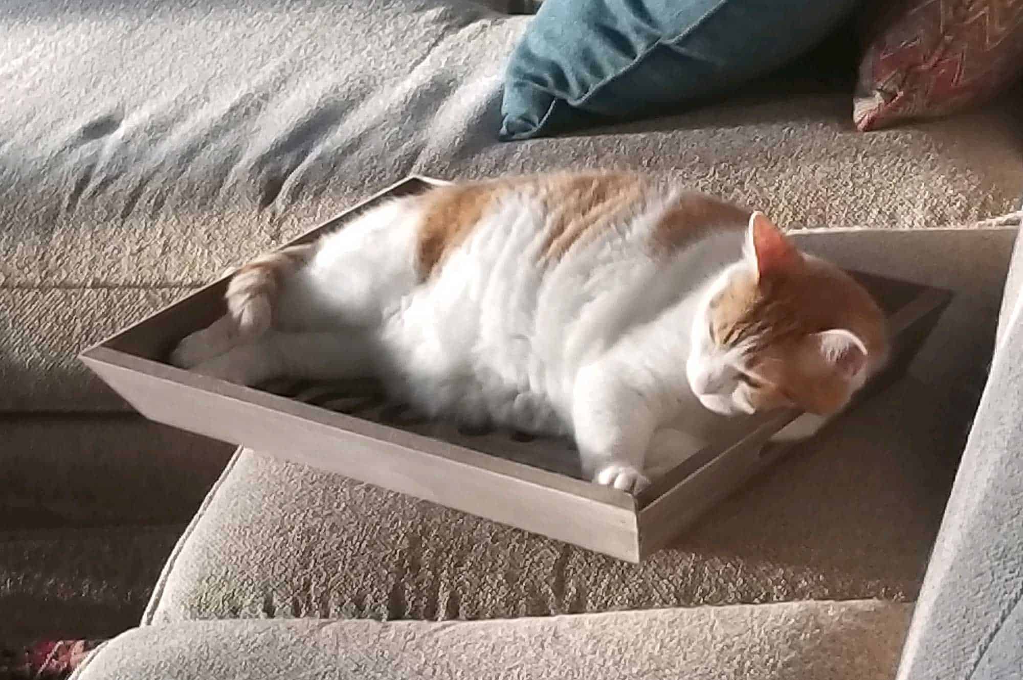 A cat laying in a box on the couch