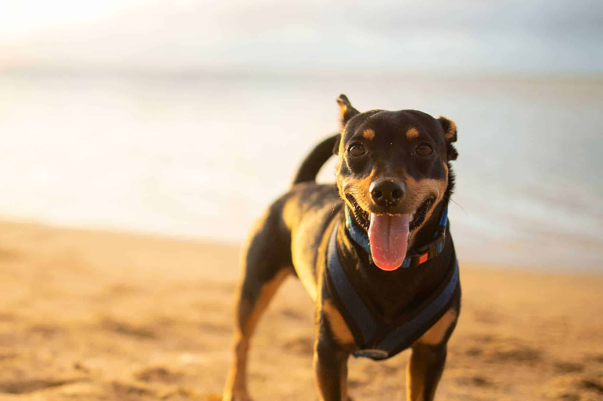 A happy dog on a beach