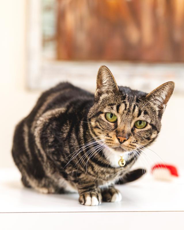 Kika , Clinic Cat & Resident Supervisor Kika , Clinic Cat & Resident Supervisor